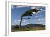 Tree Distorted by Winds of the Roaring Forties-Tony-Framed Photographic Print