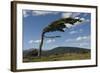 Tree Distorted by Winds of the Roaring Forties-Tony-Framed Photographic Print