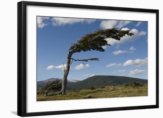 Tree Distorted by Winds of the Roaring Forties-Tony-Framed Photographic Print