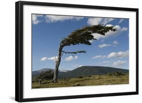 Tree Distorted by Winds of the Roaring Forties-Tony-Framed Photographic Print