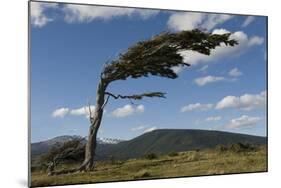 Tree Distorted by Winds of the Roaring Forties-Tony-Mounted Photographic Print