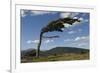 Tree Distorted by Winds of the Roaring Forties-Tony-Framed Photographic Print