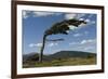 Tree Distorted by Winds of the Roaring Forties-Tony-Framed Photographic Print
