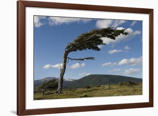 Tree Distorted by Winds of the Roaring Forties-Tony-Framed Photographic Print