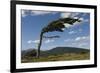 Tree Distorted by Winds of the Roaring Forties-Tony-Framed Photographic Print