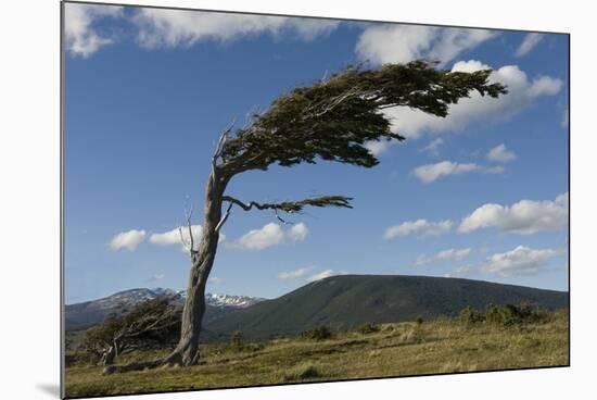 Tree Distorted by Winds of the Roaring Forties-Tony-Mounted Photographic Print