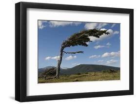 Tree Distorted by Winds of the Roaring Forties-Tony-Framed Photographic Print