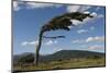 Tree Distorted by Winds of the Roaring Forties-Tony-Mounted Photographic Print