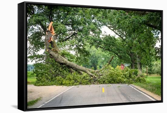 Tree Fallen across a Road-soupstock-Framed Stretched Canvas