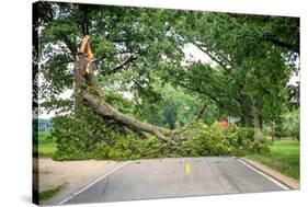 Tree Fallen across a Road-soupstock-Stretched Canvas