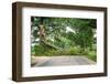 Tree Fallen across a Road-soupstock-Framed Photographic Print