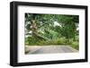 Tree Fallen across a Road-soupstock-Framed Photographic Print