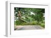 Tree Fallen across a Road-soupstock-Framed Photographic Print