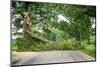 Tree Fallen across a Road-soupstock-Mounted Photographic Print