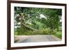 Tree Fallen across a Road-soupstock-Framed Photographic Print