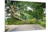 Tree Fallen across a Road-soupstock-Mounted Photographic Print