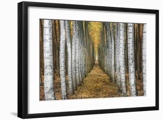 Tree Farm-Michael Cahill-Framed Giclee Print