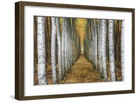 Tree Farm-Michael Cahill-Framed Giclee Print