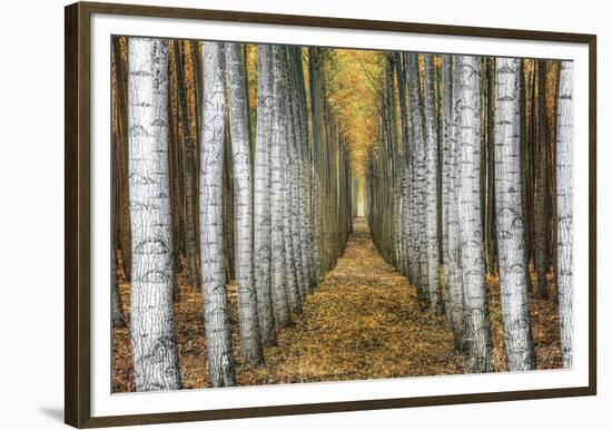 Tree Farm-Michael Cahill-Framed Giclee Print