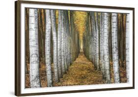 Tree Farm-Michael Cahill-Framed Giclee Print