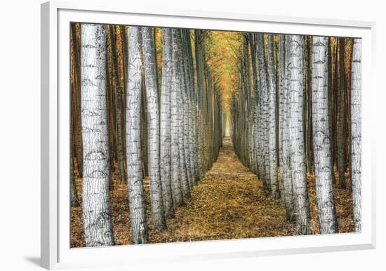 Tree Farm-Michael Cahill-Framed Giclee Print