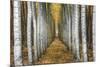 Tree Farm-Michael Cahill-Mounted Giclee Print