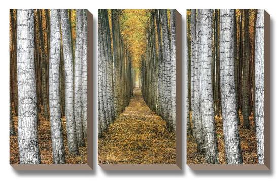 Tree Farm-Michael Cahill-Stretched Canvas