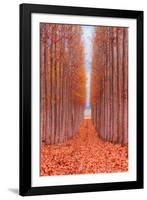 Tree Farm-Bruce Getty-Framed Photographic Print