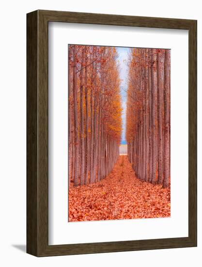 Tree Farm-Bruce Getty-Framed Photographic Print