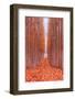 Tree Farm-Bruce Getty-Framed Photographic Print