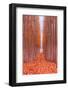 Tree Farm-Bruce Getty-Framed Photographic Print