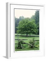 Tree Fence Roses-Stacy Bass-Framed Giclee Print