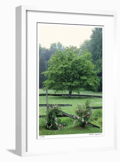 Tree Fence Roses-Stacy Bass-Framed Giclee Print