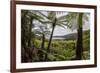 Tree Fern Forest Above the Coast of Abel Tasman NP, New Zealand-James White-Framed Photographic Print