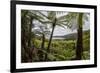 Tree Fern Forest Above the Coast of Abel Tasman NP, New Zealand-James White-Framed Photographic Print