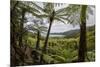 Tree Fern Forest Above the Coast of Abel Tasman NP, New Zealand-James White-Mounted Photographic Print