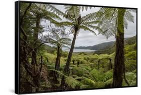 Tree Fern Forest Above the Coast of Abel Tasman NP, New Zealand-James White-Framed Stretched Canvas