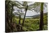 Tree Fern Forest Above the Coast of Abel Tasman NP, New Zealand-James White-Stretched Canvas