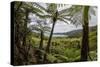 Tree Fern Forest Above the Coast of Abel Tasman NP, New Zealand-James White-Stretched Canvas