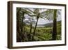 Tree Fern Forest Above the Coast of Abel Tasman NP, New Zealand-James White-Framed Photographic Print