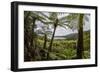 Tree Fern Forest Above the Coast of Abel Tasman NP, New Zealand-James White-Framed Photographic Print