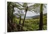 Tree Fern Forest Above the Coast of Abel Tasman NP, New Zealand-James White-Framed Photographic Print