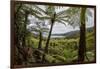 Tree Fern Forest Above the Coast of Abel Tasman NP, New Zealand-James White-Framed Photographic Print