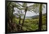 Tree Fern Forest Above the Coast of Abel Tasman NP, New Zealand-James White-Framed Photographic Print