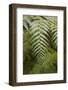 Tree Fern in Grampians National Park-Paul Souders-Framed Photographic Print