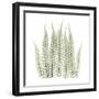 Tree Fern in Green-Albert Koetsier-Framed Art Print