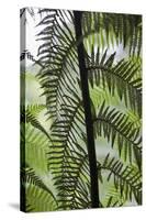 Tree Fern in Melba Gully, Great Otway Np, Victoria, Australia-Martin Zwick-Stretched Canvas