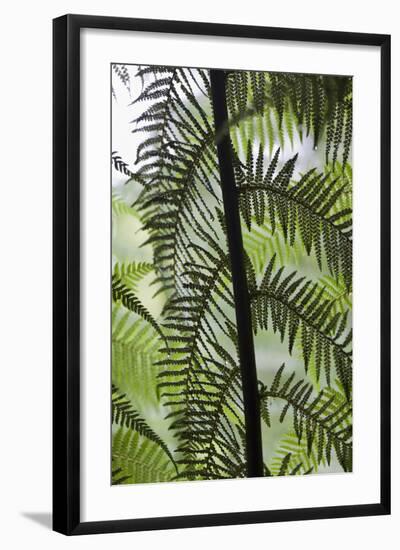 Tree Fern in Melba Gully, Great Otway Np, Victoria, Australia-Martin Zwick-Framed Photographic Print