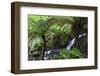 Tree Fern in Melba Gully, Great Otway Np, Victoria, Australia-Martin Zwick-Framed Photographic Print