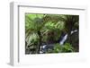 Tree Fern in Melba Gully, Great Otway Np, Victoria, Australia-Martin Zwick-Framed Photographic Print